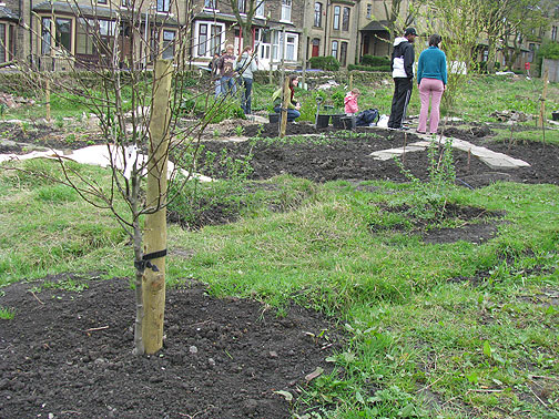 pear-tree-in-allotment_8691 Future Food Forest in development: A pear tree takes root.