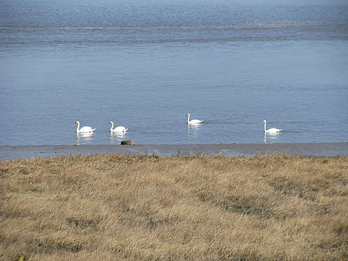 swans-on-river-lune_8744 Herons on the River Lune
