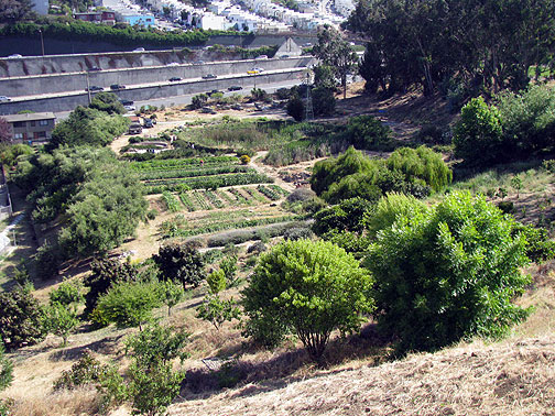 alemany-farm-midsummer-09_0012 Alemany Farm with I-280 to its south, June 22, 2009.