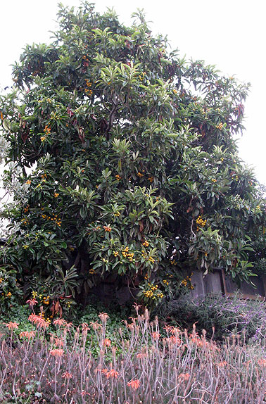 bernal-loquat-tree_9901 Loquats ready to harvest on Bernal, early June 2009.