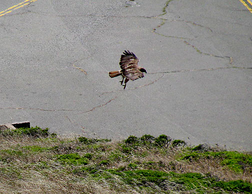 hawk-reaching-for-dinner_9945 This redtailed hawk is reaching for its dinner off the south peak of Twin Peaks, June 09.
