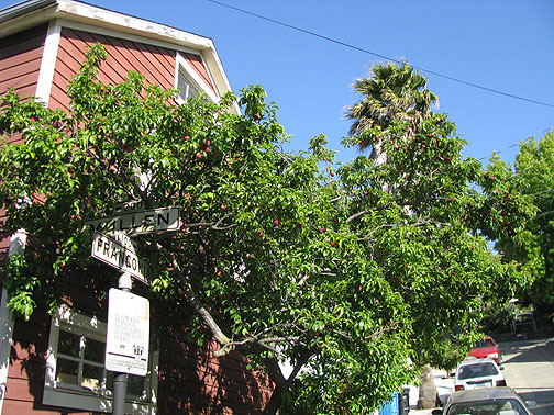 Plum tree bursting with fruit at Mullen and Franconia on the north side of Bernal Heights, June 2009.