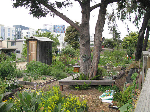 mission-creek-garden-tree_0491 Considering this is all landfill, sitting next to a sewage outflow, in what were abandoned railyards, a tree this big seems downright majestic!