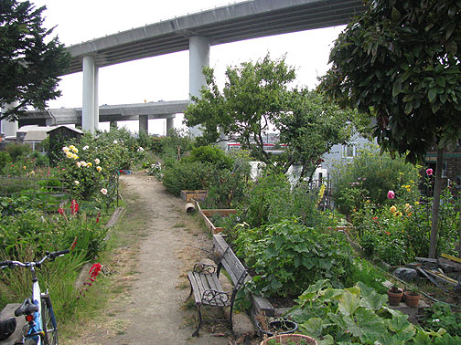 mission-creek-garden-w-fwy_0488 Freeways swoop incongruously over Mission Creek community garden, the creek itself, and its dozens of houseboat residents.