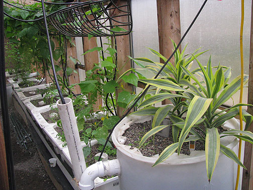 black-tube-irrigation-solar-heated_2655 The black tubes help circulate warm water from one tank to another.