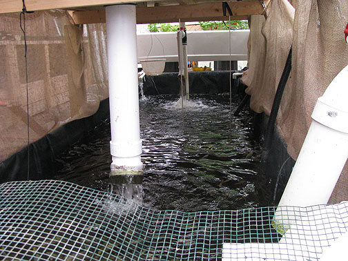 fish-tank-with-water-pouring-in_2651 Tilapia thrive in lower pool.