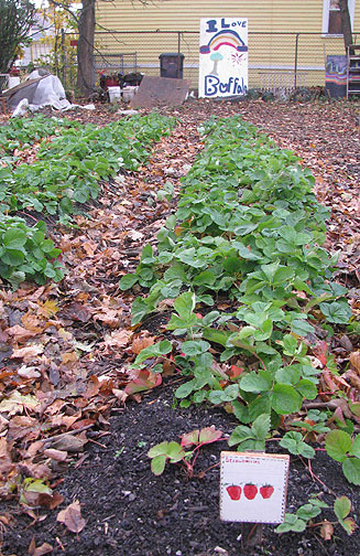 strawberries_2691 November strawberries in Buffalo!