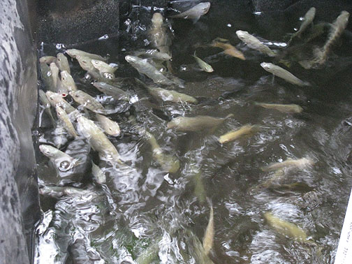 tilapia-cu_2661 The tilapia will be 1 to 1.5 lbs each when they're ready for sale.
