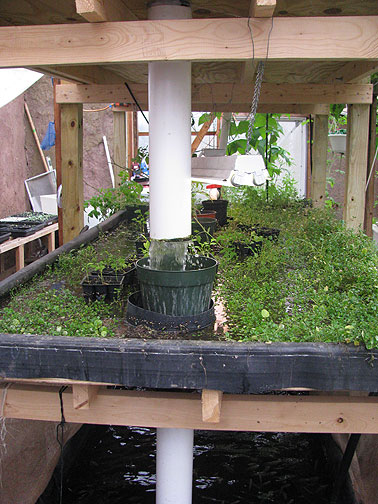 watercress-above-fish_2649 Watercress thrives in upper pool.