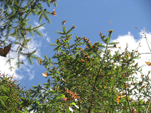 butterflies-in-pines_4441 We had absolutely perfect weather! About 70 degrees F. and blue skies with a few pretty clouds.