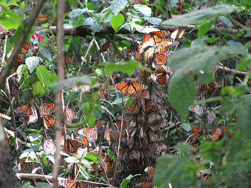 butterfly-cluster-cu_4445 All over the forest were dense clusters of Monarchs like these.