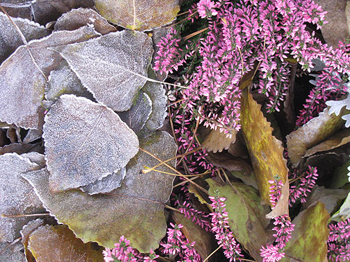 frozen-leaves-and-purple-blossoms_3330 It's been hovering around zero centrigrade and frost has stayed on the ground all day... until today, when everything was wet and it felt almost warm... about forty+ degrees fahrenheit I think.