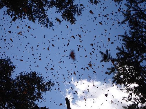 sky-full-shot_adriana_3844 Adriana took this good shot when the butterflies were on the move in the warm sun.