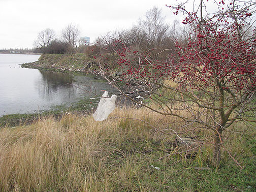 This is the shoreline at Sydhavntippen, or South Harbor Dump, which our friends had spent two decades helping to turn into parkland. On Dec. 10 the Copenhagen city government authorized the entire area be made permanently parkland, a great victory for the community. At one point years earlier, when the city government had plans to develop the whole area into condominiums, activists staged a "coffee-in" where they set up a 1 km-long table and people sat in, drinking coffee for 3 days to convince the local government to change their plans... which they did!
