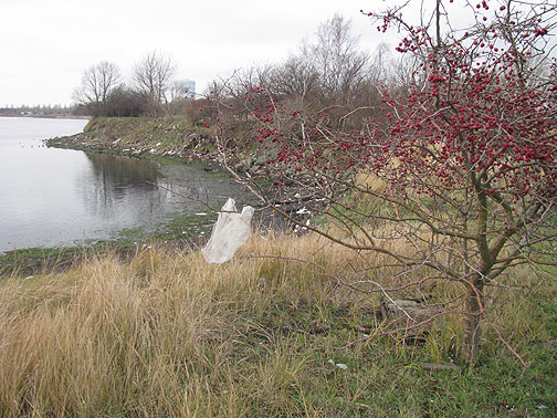 sydhavntippen-shoreline_3749 This is the shoreline at Sydhavntippen, or South Harbor Dump, which our friends had spent two decades helping to turn into parkland. On Dec. 10 the Copenhagen city government authorized the entire area be made permanently parkland, a great victory for the community. At one point years earlier, when the city government had plans to develop the whole area into condominiums, activists staged a "coffee-in" where they set up a 1 km-long table and people sat in, drinking coffee for 3 days to convince the local government to change their plans... which they did!