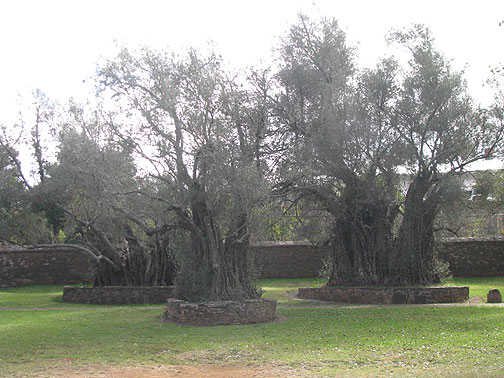 tzintzuntzan-400-yr-old-olive-trees_4218 400 year old olive trees in Tzintzuntzan.