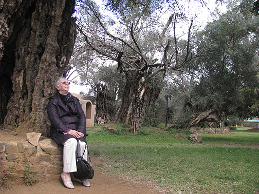 tzintzuntzan-mom-under-400-yr-old-olive-tree_4223 My mother shares a moment with the 400-year-old olive trees of Tzintzuntzan.