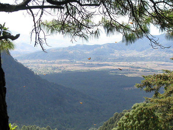 Climbing to apx. 3,000 meters, the view back is gorgeous... Notice the welcoming party of Monarchs fluttering here and here in the foreground?