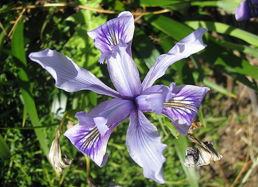 douglas-iris_7149