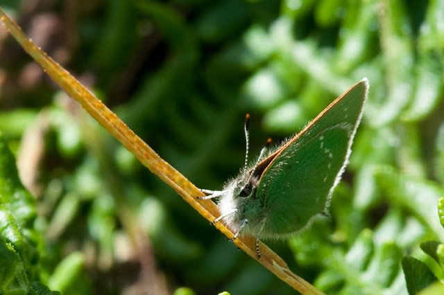 green hairstreak 29793_393706968490_90627683490_3925550_136153_n