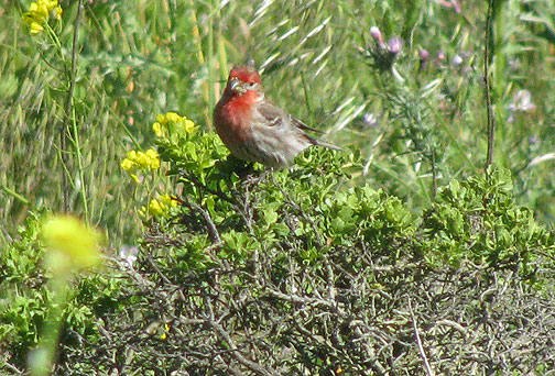lbb-red-hed_7189