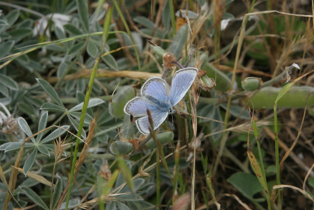 missionblue1