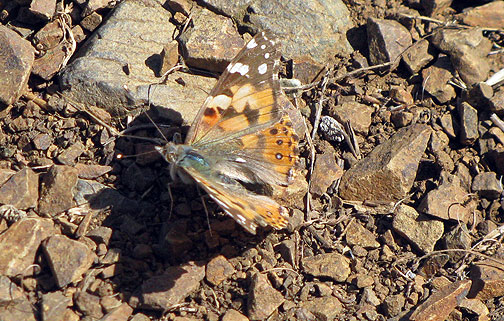 orange-butterfly_7176