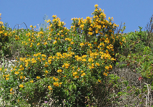 sticky-monkey-flowers_7201