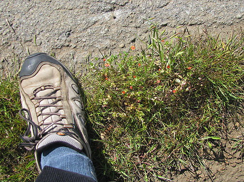 tiny-orange-flowers-w-shoe_7167