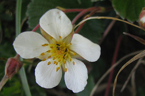 white-flower_7164