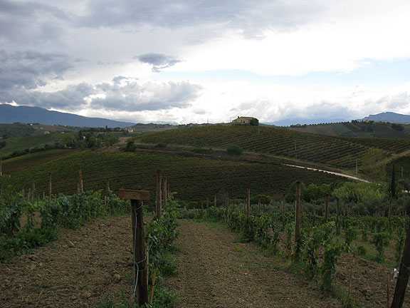 experimental-vines-with-big-sky_0245
