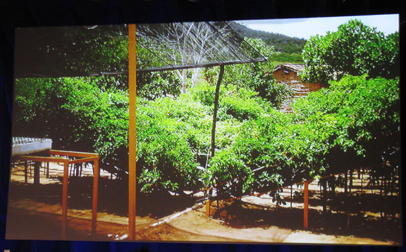 fonseca-orchard_1136