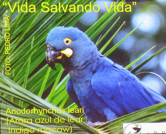 pedro-lima-indigo-macaw_1174