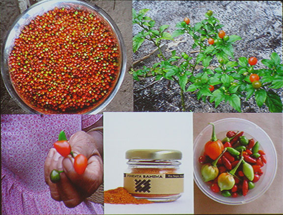 pimenta-baniwa_1177