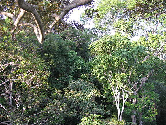 view-across-canopy-from-treetop_1004