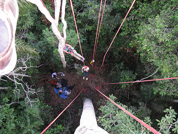 view-down-from-tree_1009