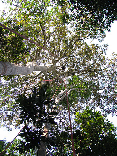 view-up-to-treetop_0989