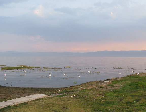 12-egrets_1725
