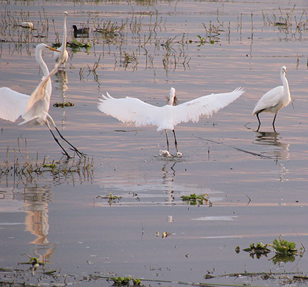 4-egrets-landing_1717