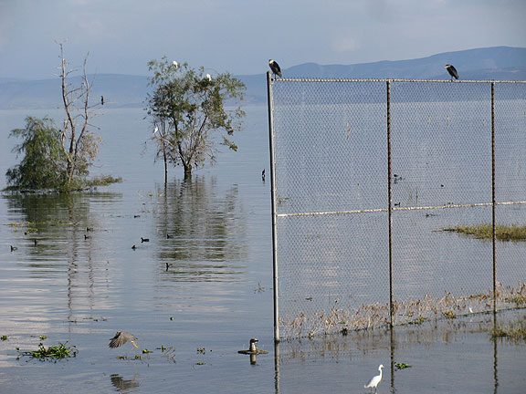 many-birds-on-fence_1624