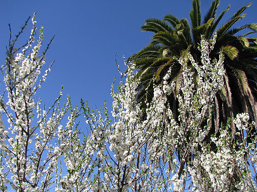 plum-blossoms-and-palm-tree_2411