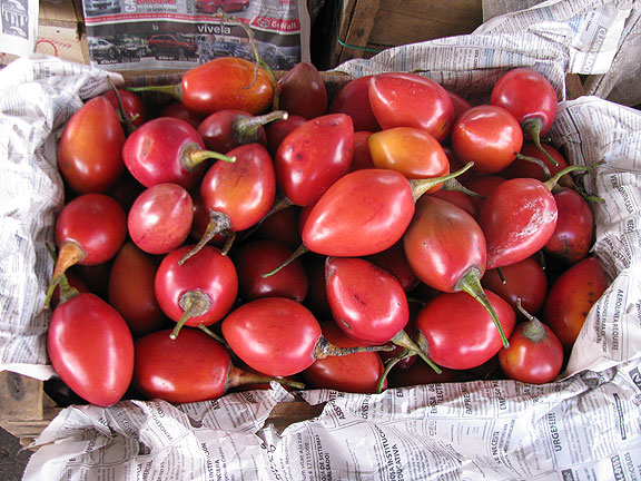 Tree-tomatoes_3155
