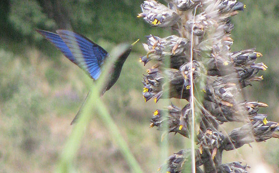 giant-blue-hummingbird_5005