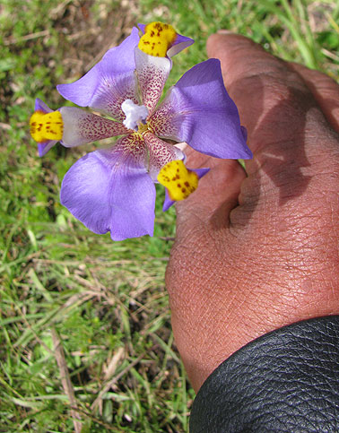 purple-and-yellow-flower_4545