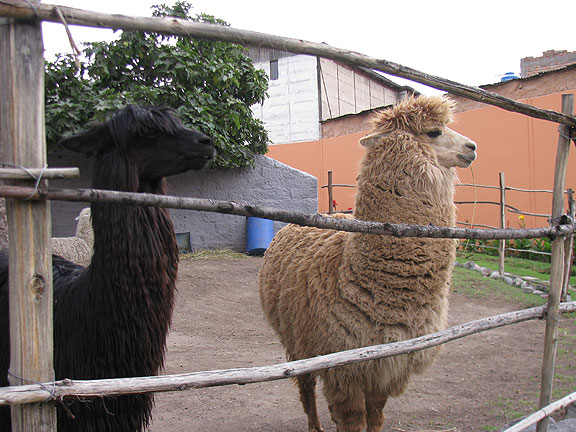 alpaca-and-llama_0618