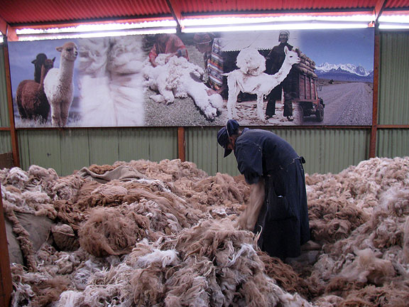 alpaca-raw-harvest_0619