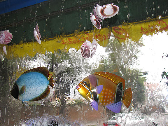 fish-and-window_0730