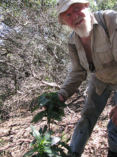 DS-w-Yerba-Santa_2684