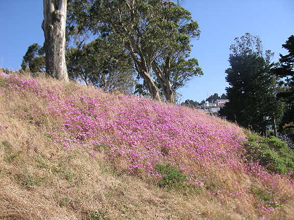 Farewell-to-Spring-on-Tank-Hill_2559