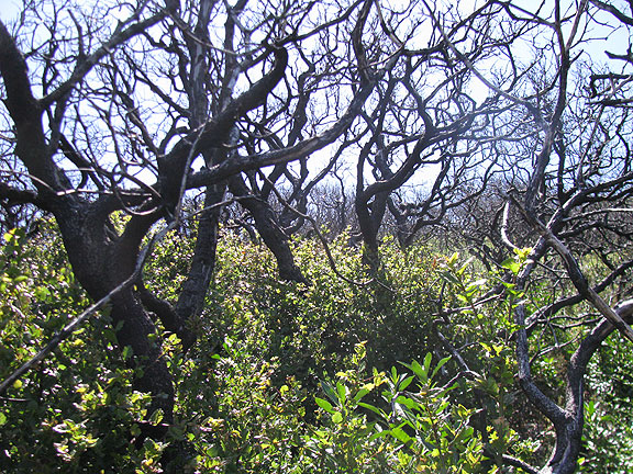 burned-oaks-w-ceanothus_2693